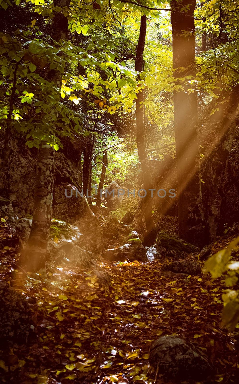 a Forest canopy early autumn, forest landscape.