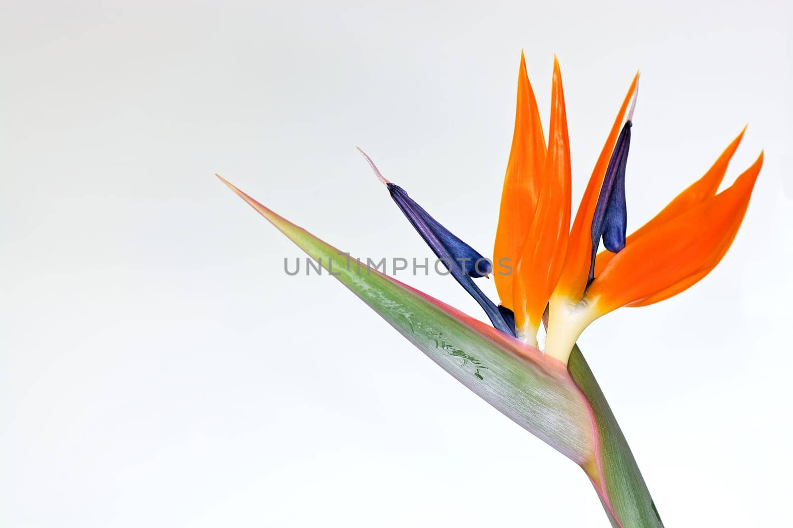 Paradiesvogelblume freigestellt