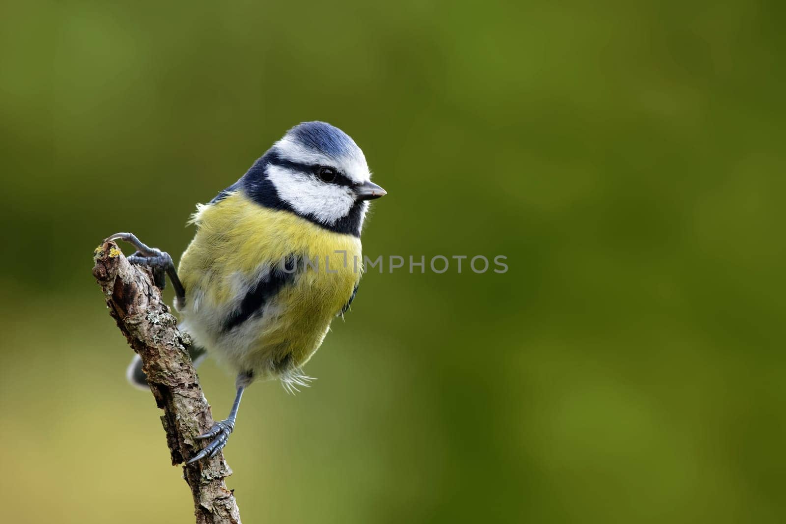 Blue tit on a branch in spring