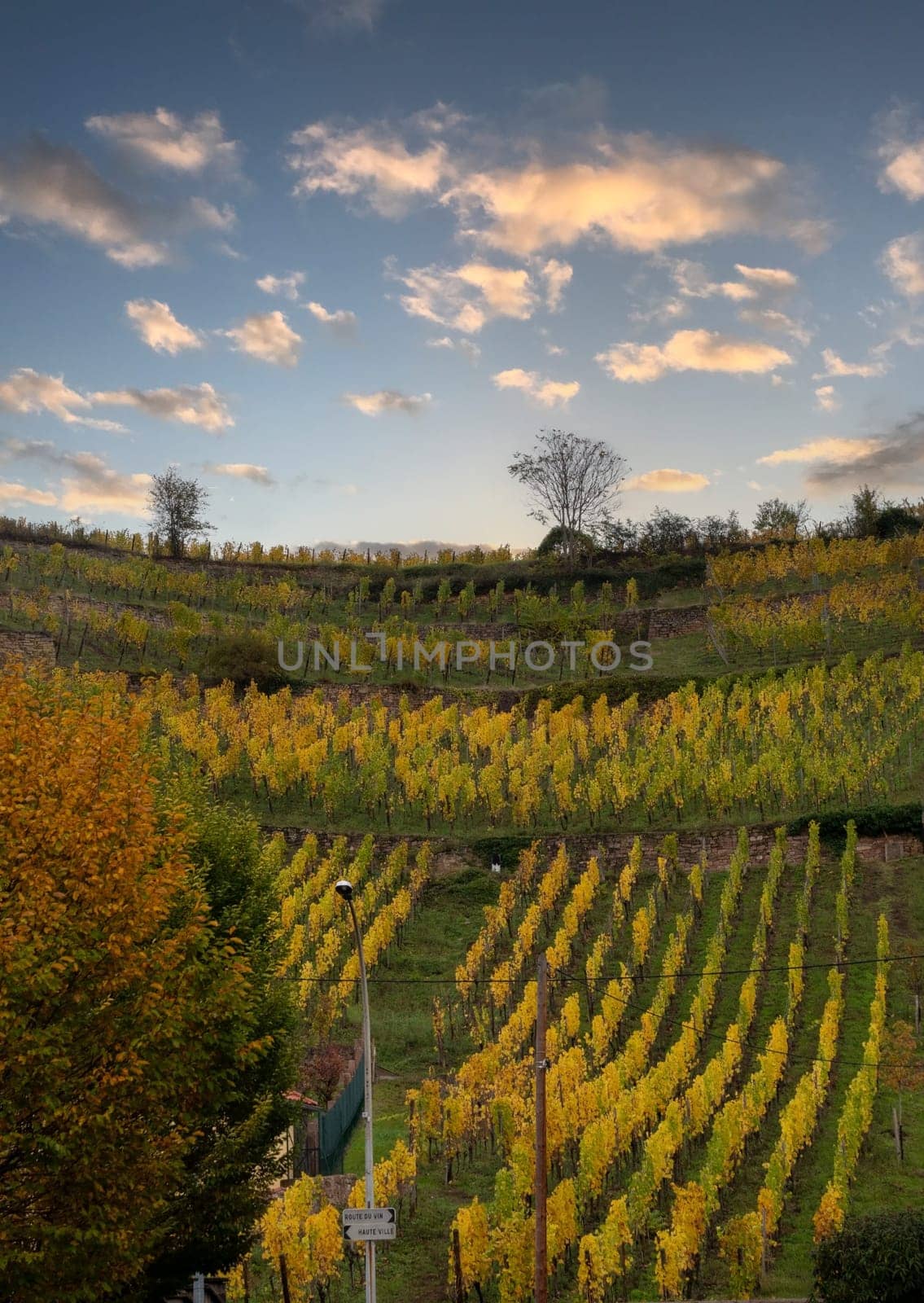 A field of yellow grapes with a cloudy sky in the background. The grapes are ripe and ready for harvest
