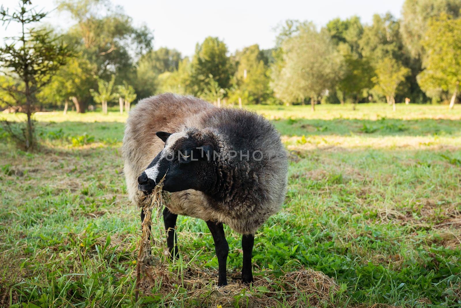 A black-faced sheep grazing on fresh grass in a lush green pasture, surrounded by trees on a sunny day.