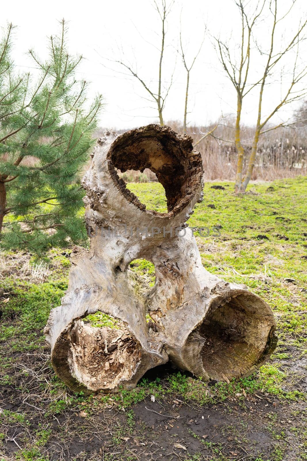 A weathered and hollow tree trunk with multiple openings, set in a natural outdoor setting with young trees and green grass.