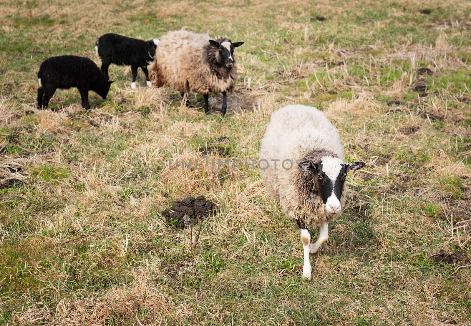 A group of sheep grazing in a grassy pasture, showcasing a natural rural setting with vibrant greenery.