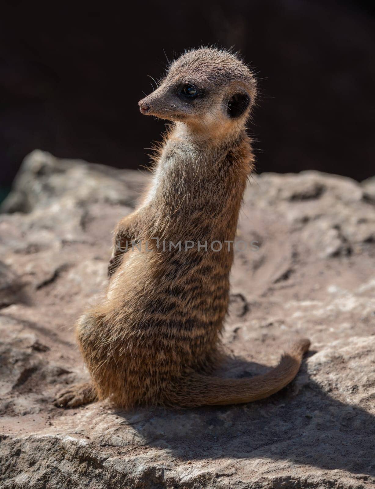 Closeup of a meerkat (Suricata suricatta) guard sitting upright on a rock