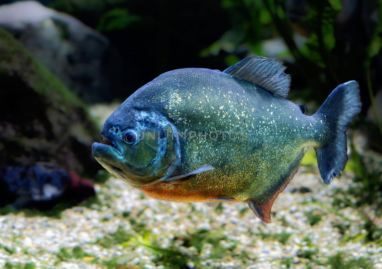Underwater photo of a piraya piranha