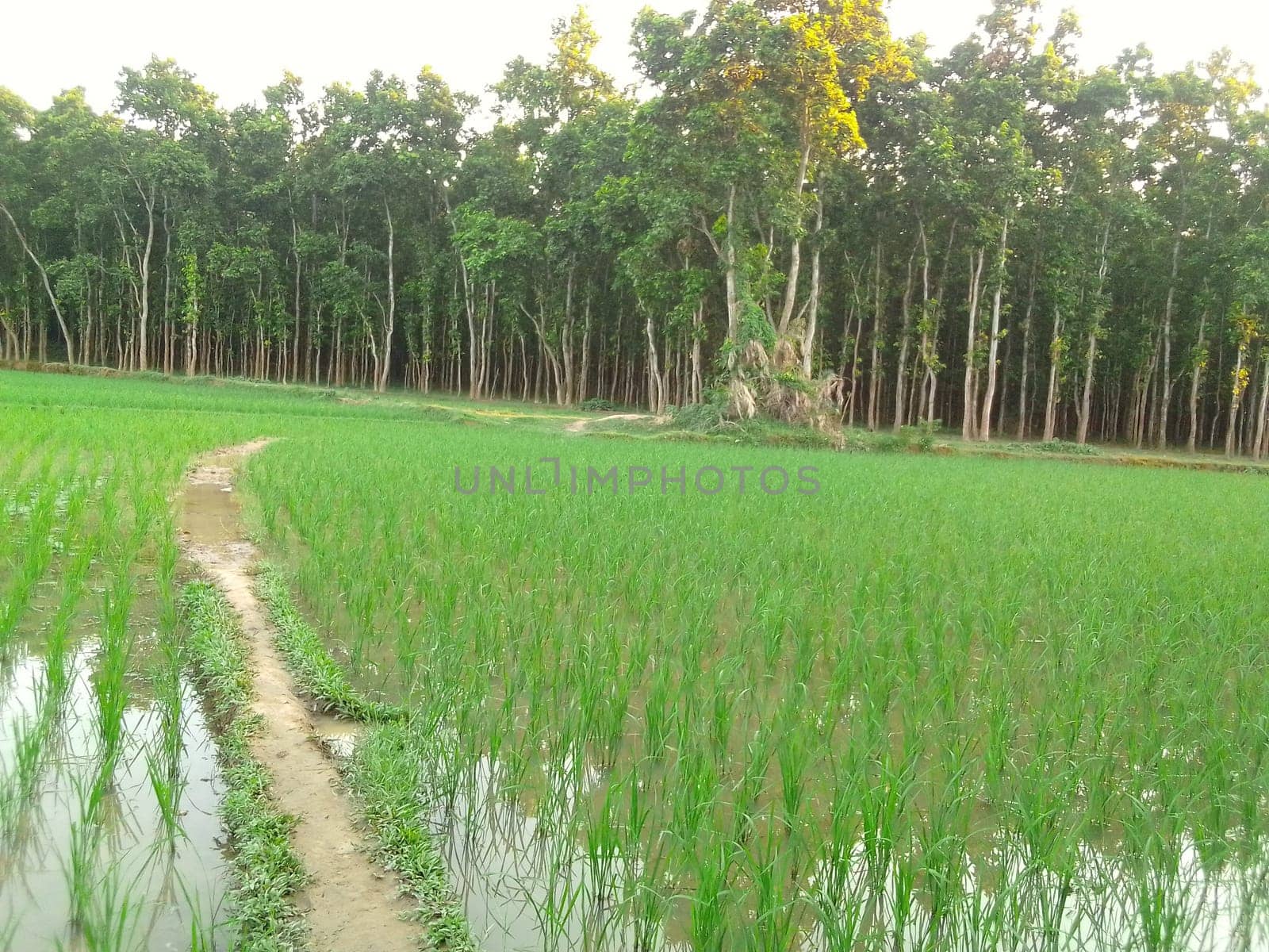 Village Beautiful Scenery - Paddy Field, Village Jungle Flowers, Village Evening, Fruit Tree Garden, Village Sunset, Village River