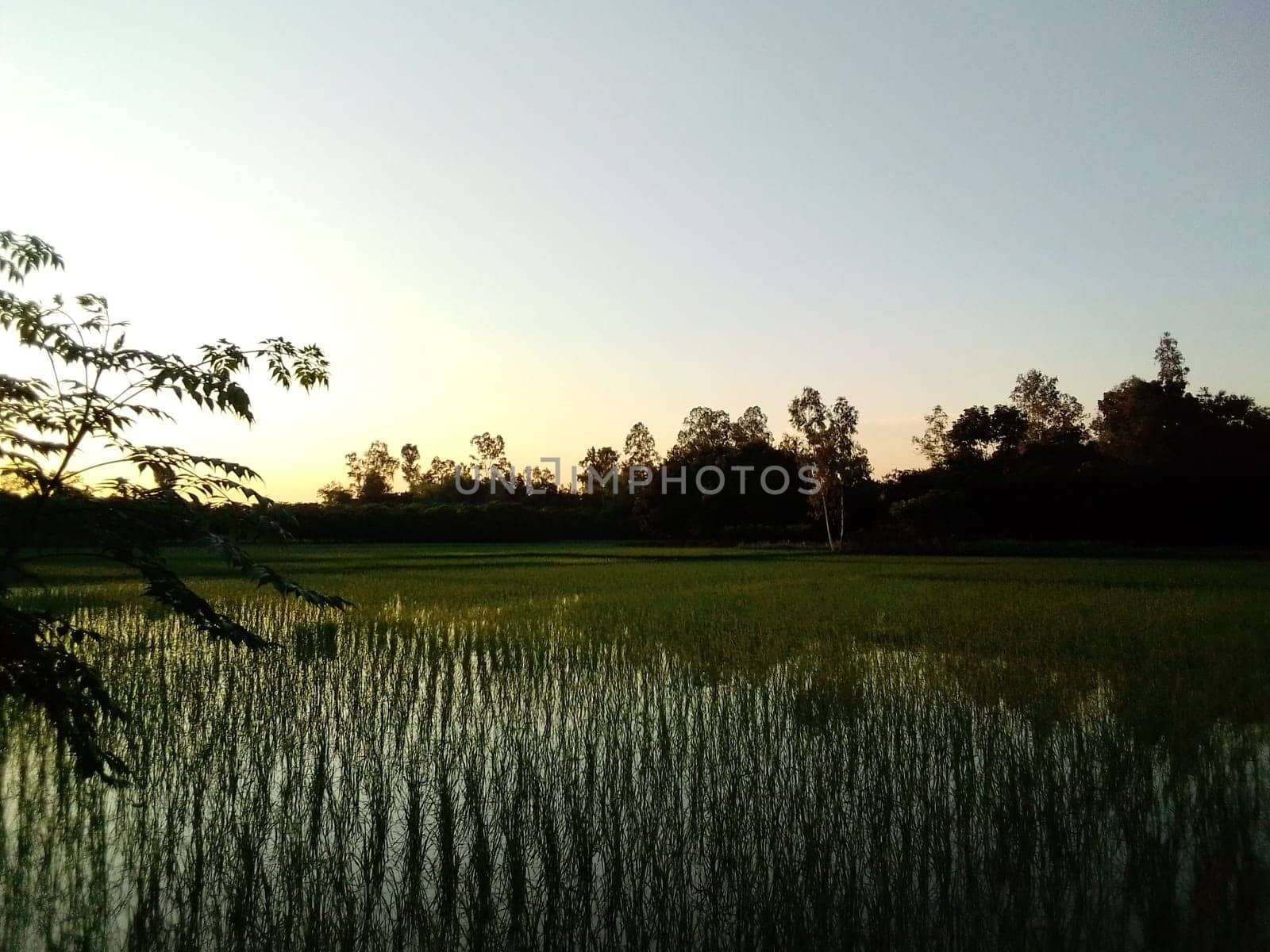 Village Beautiful Scenery - Paddy Field, Village Jungle Flowers, Village Evening, Fruit Tree Garden, Village Sunset, Village River