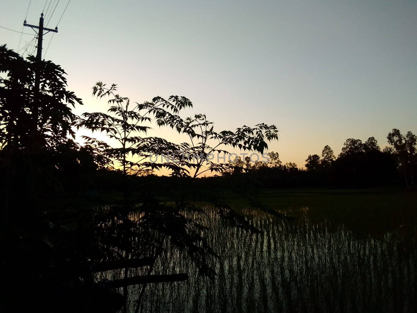 Village Beautiful Scenery - Paddy Field, Village Jungle Flowers, Village Evening, Fruit Tree Garden, Village Sunset, Village River