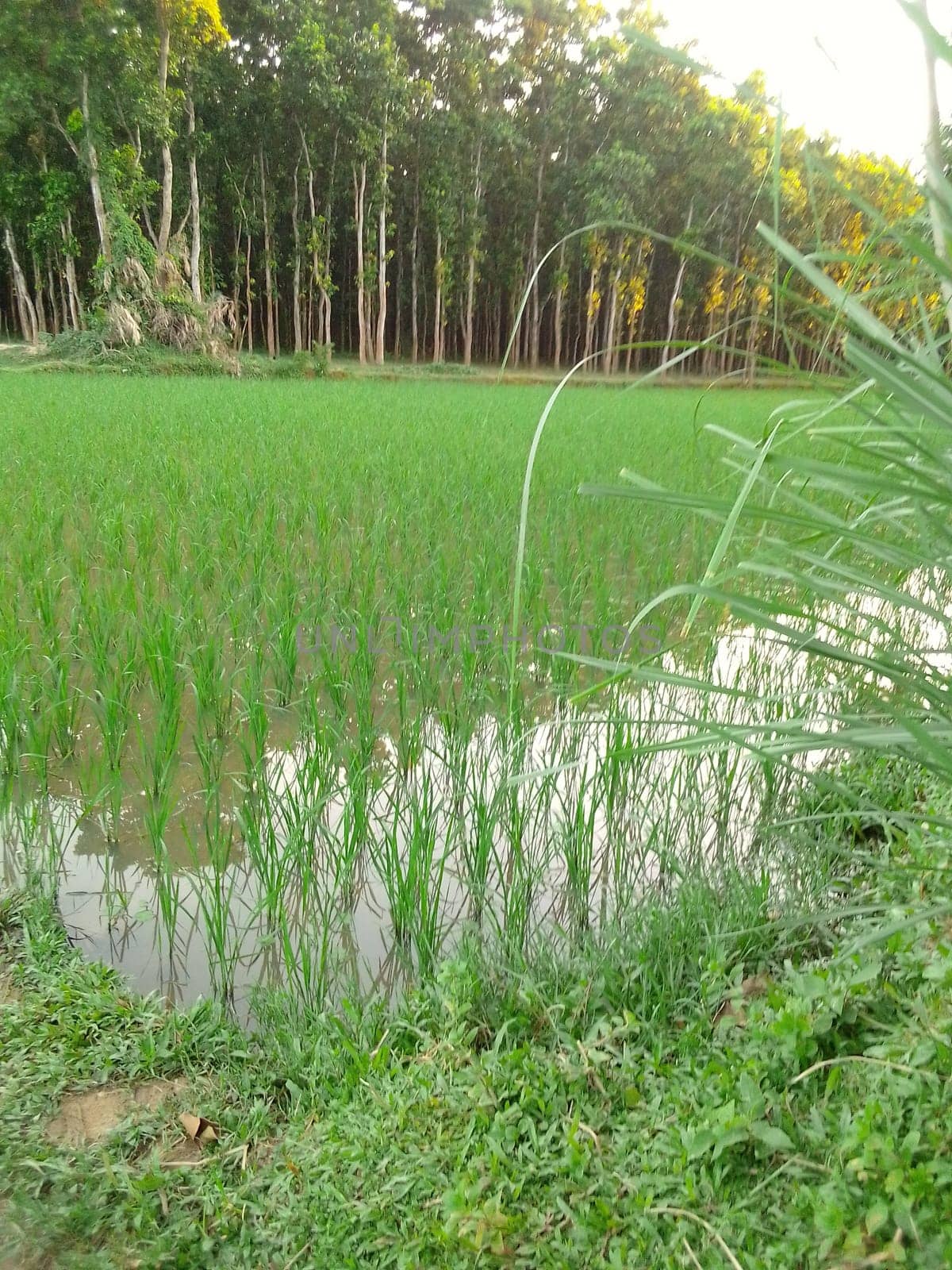 Village Beautiful Scenery - Paddy Field, Village Jungle Flowers, Village Evening, Fruit Tree Garden, Village Sunset, Village River