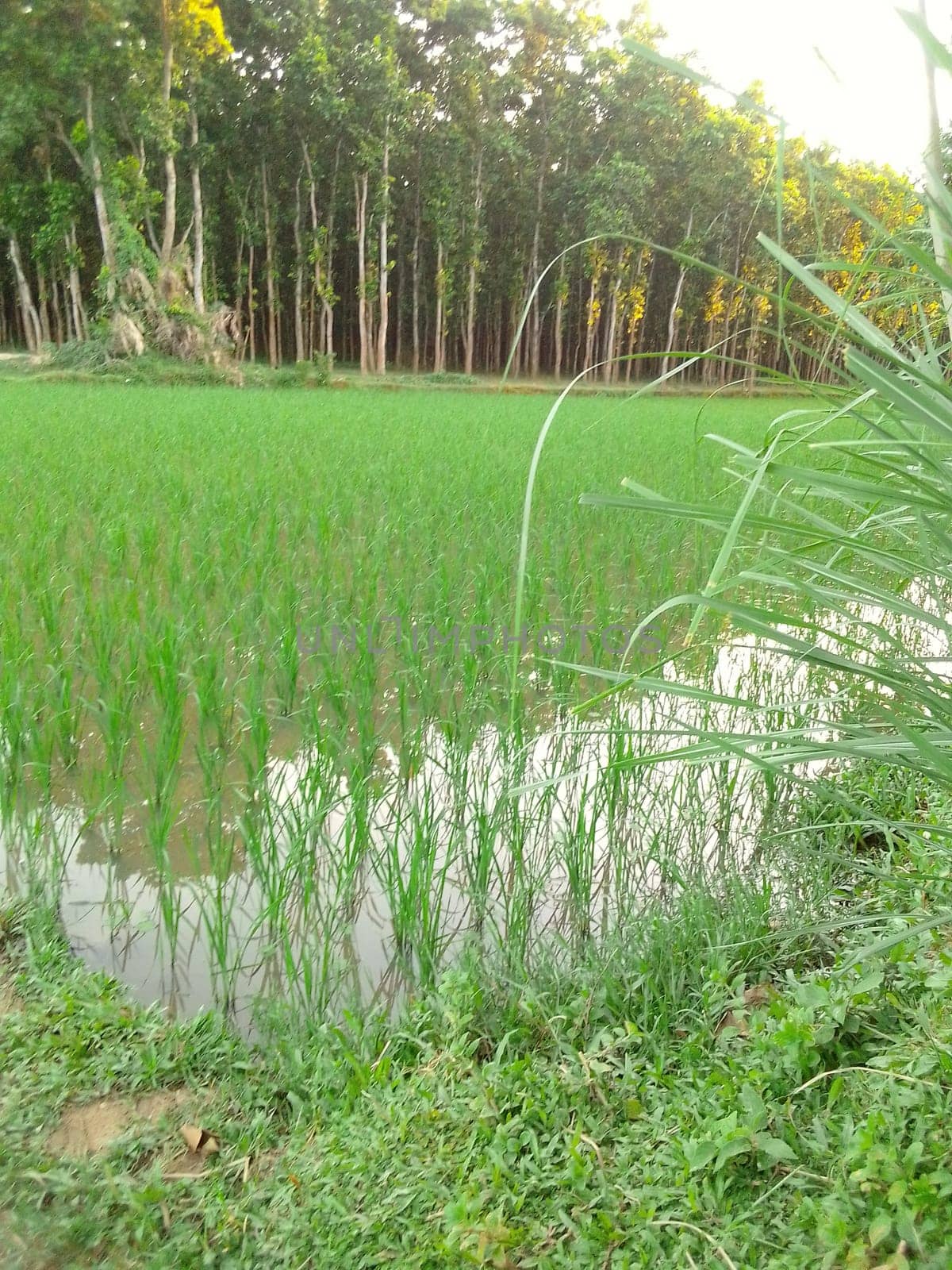 Village Beautiful Scenery - Paddy Field, Village Jungle Flowers, Village Evening, Fruit Tree Garden, Village Sunset, Village River