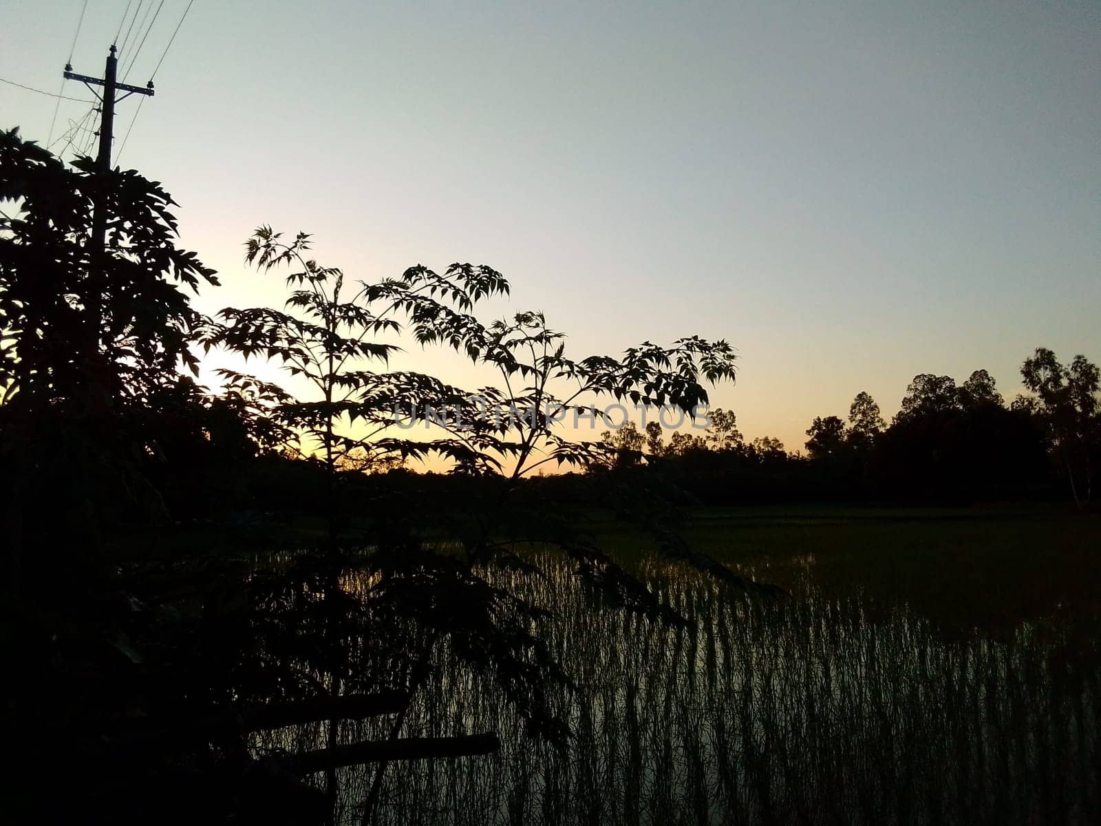 Village Beautiful Scenery - Paddy Field, Village Jungle Flowers, Village Evening, Fruit Tree Garden, Village Sunset, Village River