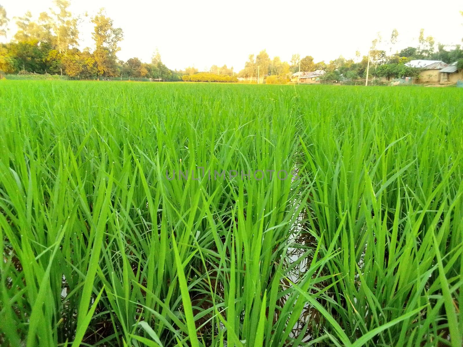 Village Beautiful Scenery - Paddy Field, Village Jungle Flowers, Village Evening, Fruit Tree Garden, Village Sunset, Village River