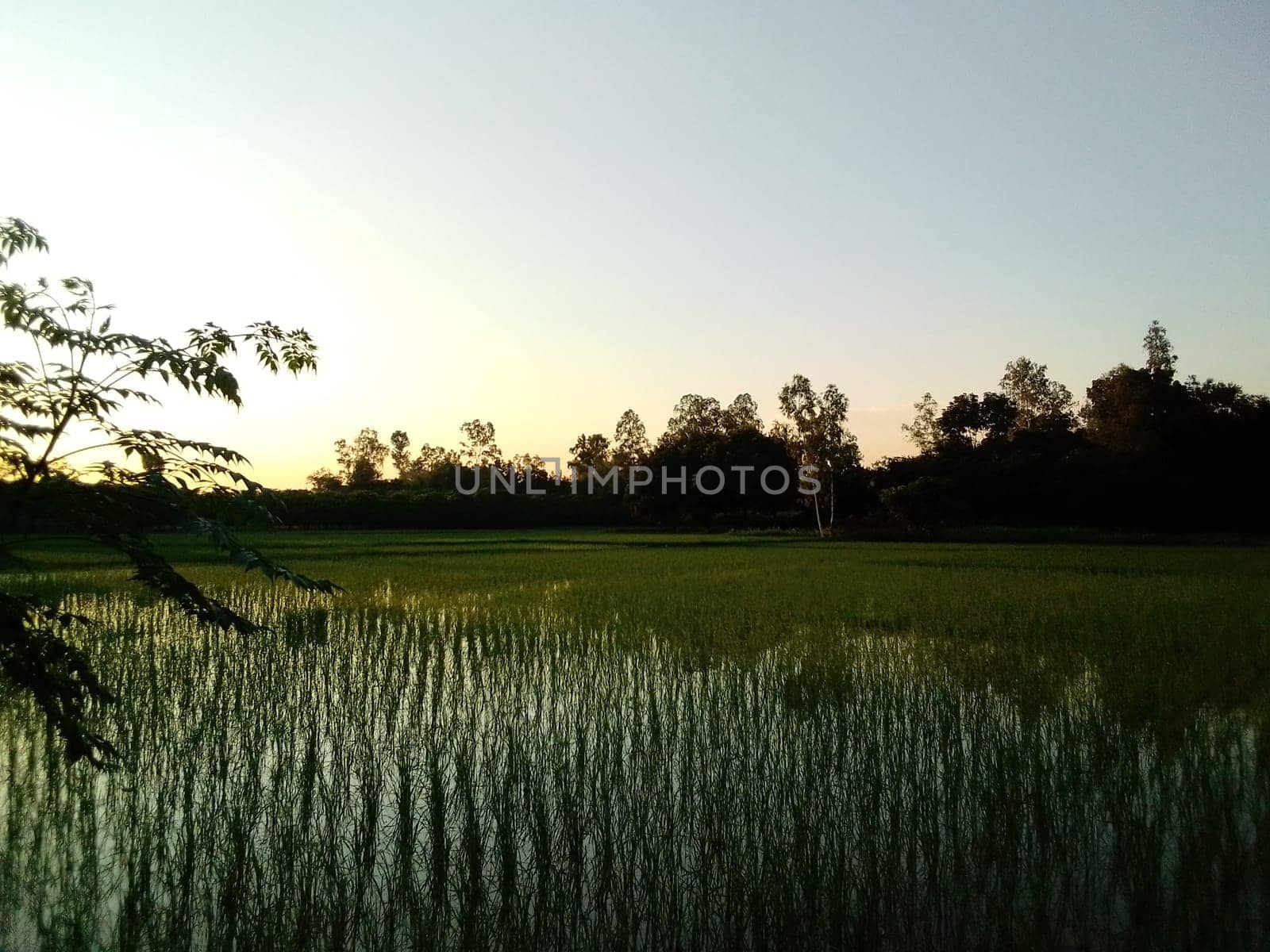 Village Beautiful Scenery - Paddy Field, Village Jungle Flowers, Village Evening, Fruit Tree Garden, Village Sunset, Village River
