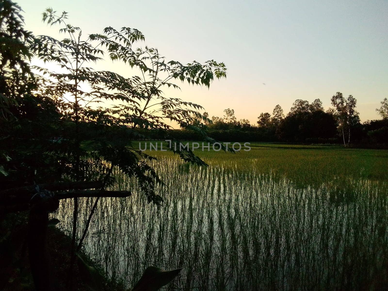 Village Beautiful Scenery - Paddy Field, Village Jungle Flowers, Village Evening, Fruit Tree Garden, Village Sunset, Village River
