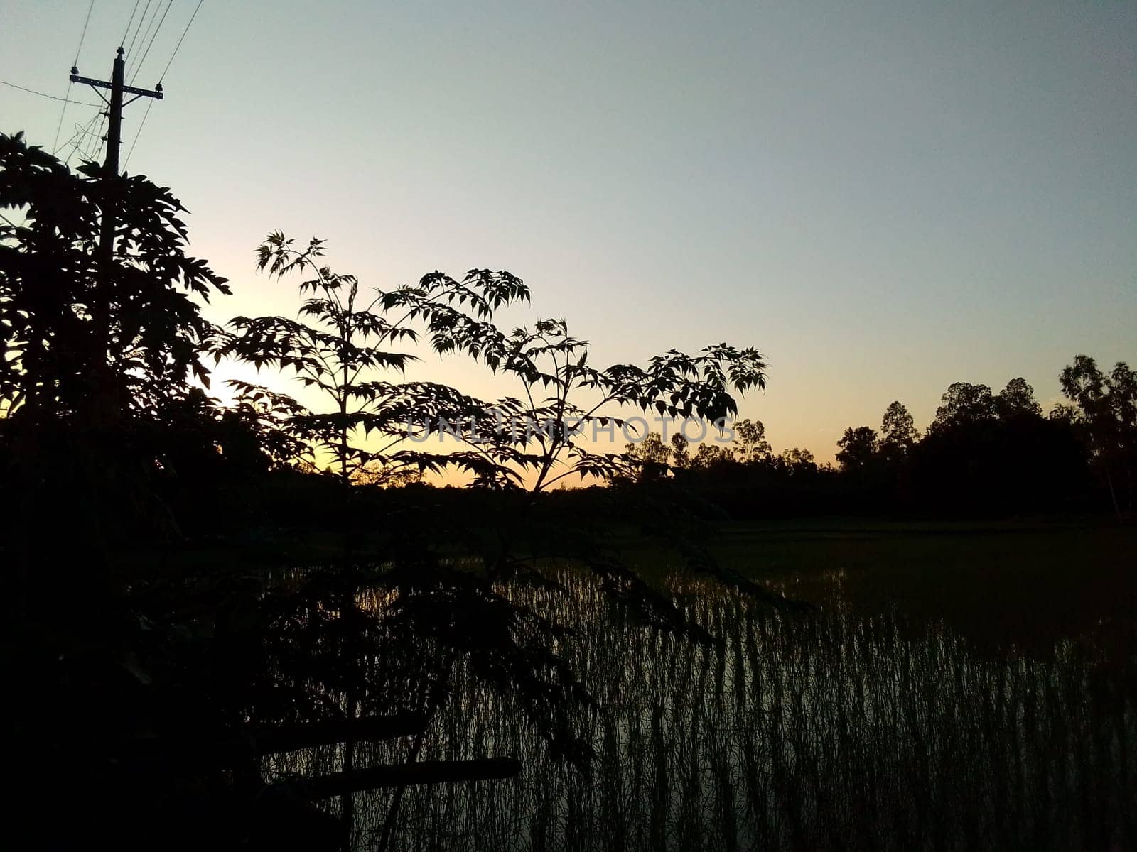 Village Beautiful Scenery - Paddy Field, Village Jungle Flowers, Village Evening, Fruit Tree Garden, Village Sunset, Village River