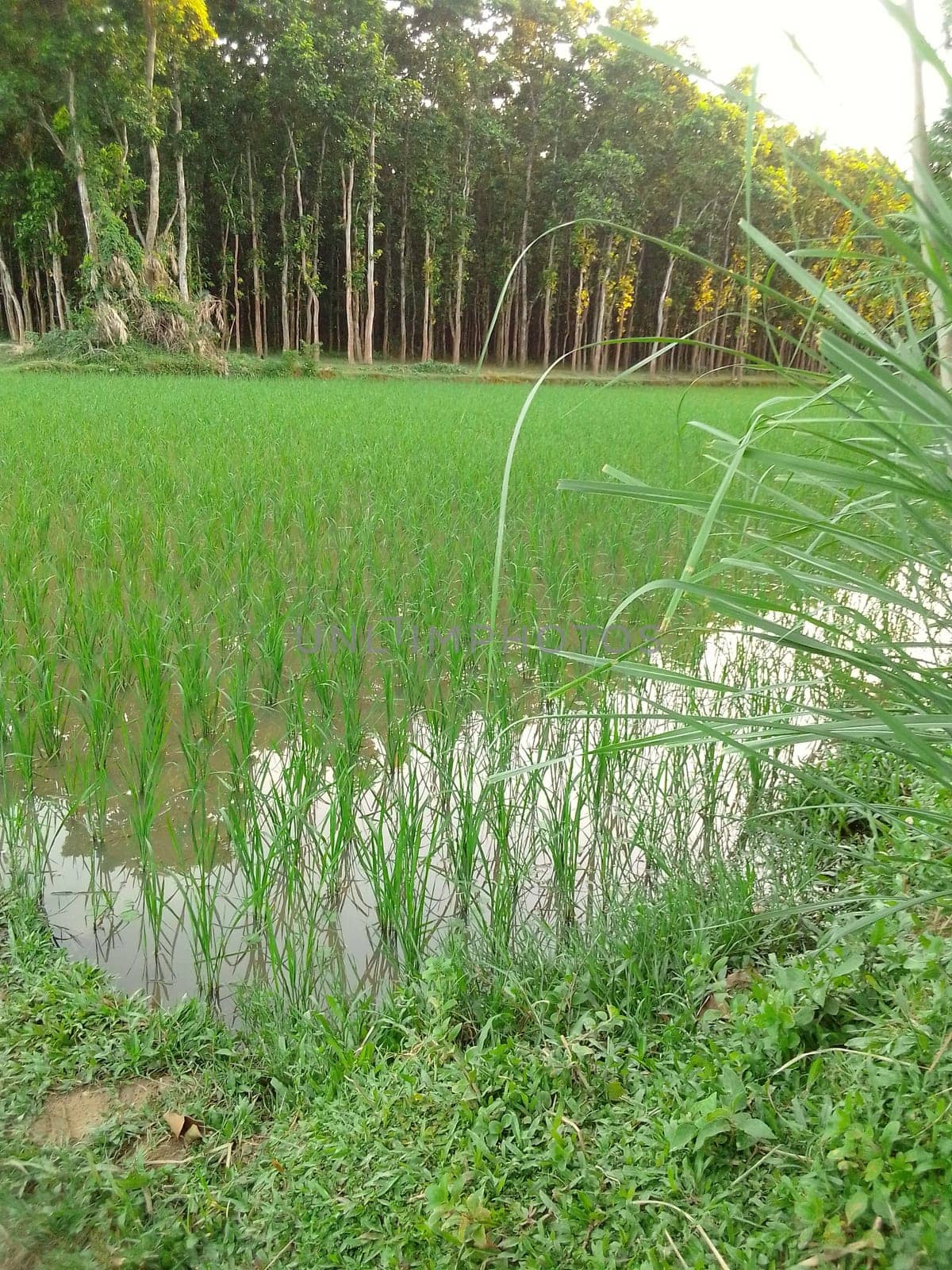 Village Beautiful Scenery - Paddy Field, Village Jungle Flowers, Village Evening, Fruit Tree Garden, Village Sunset, Village River