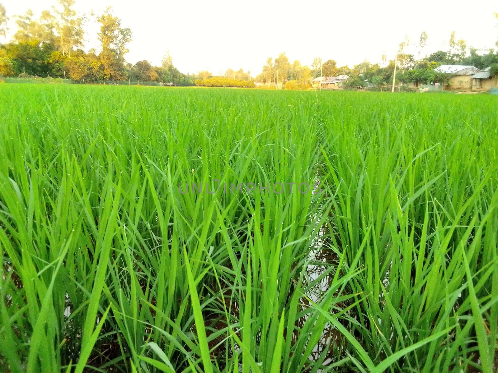 Village Beautiful Scenery - Paddy Field, Village Jungle Flowers, Village Evening, Fruit Tree Garden, Village Sunset, Village River