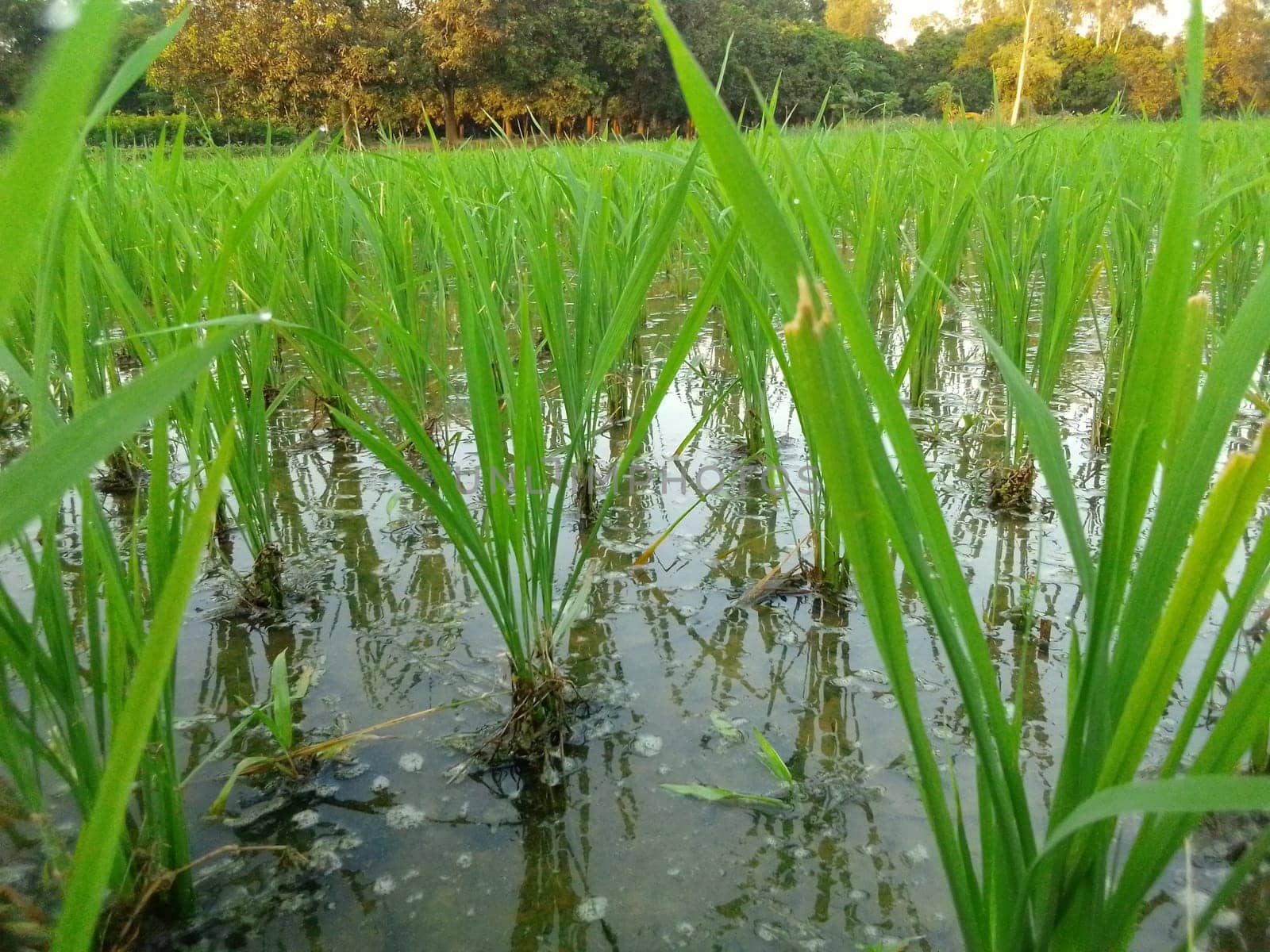 Village Beautiful Scenery - Paddy Field, Village Jungle Flowers, Village Evening, Fruit Tree Garden, Village Sunset, Village River