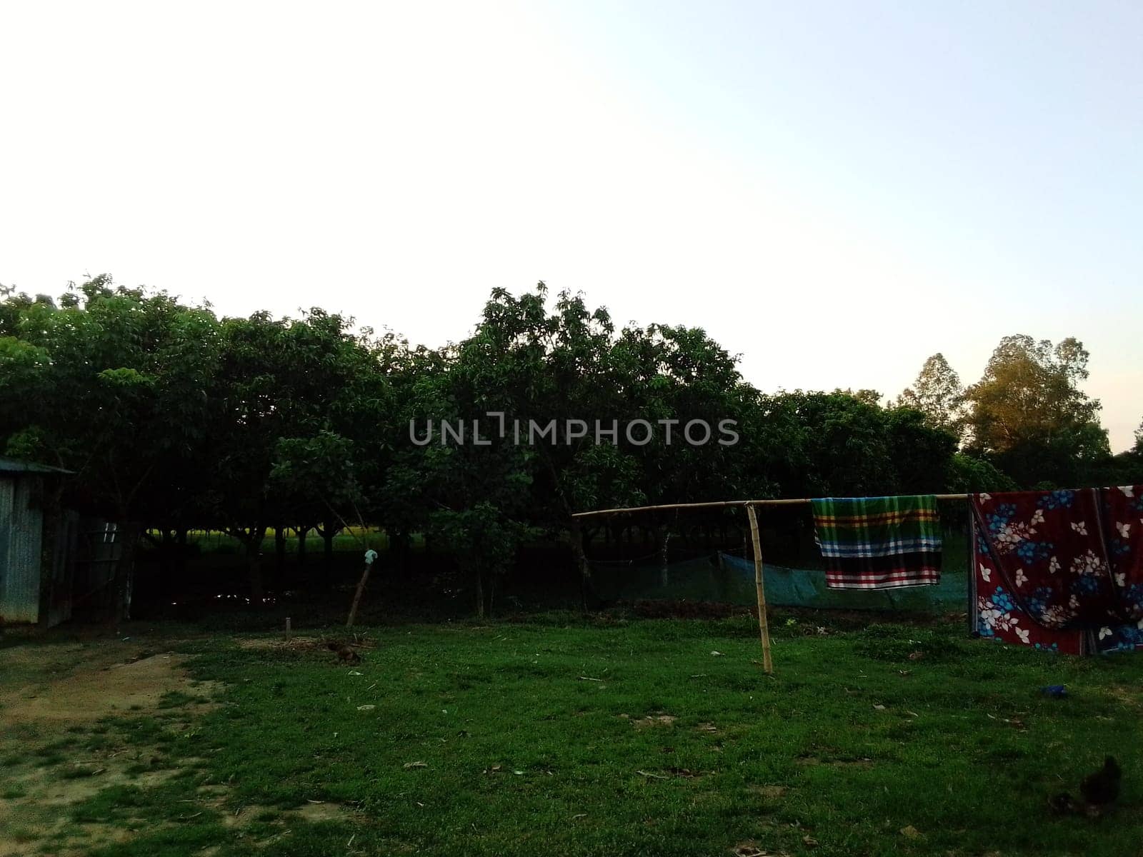 Village Beautiful Scenery - Paddy Field, Village Jungle Flowers, Village Evening, Fruit Tree Garden, Village Sunset, Village River