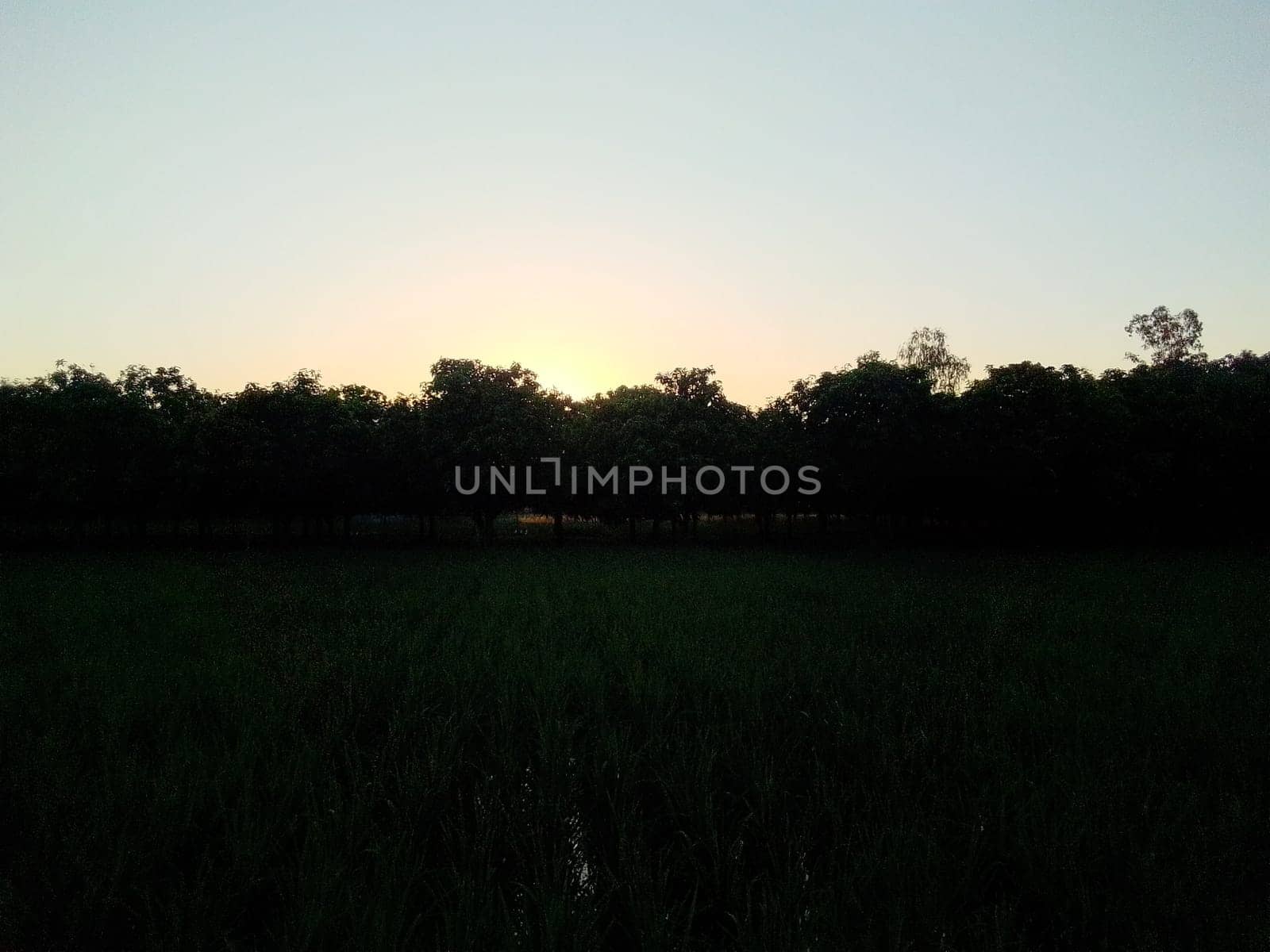 Village Beautiful Scenery - Paddy Field, Village Jungle Flowers, Village Evening, Fruit Tree Garden, Village Sunset, Village River