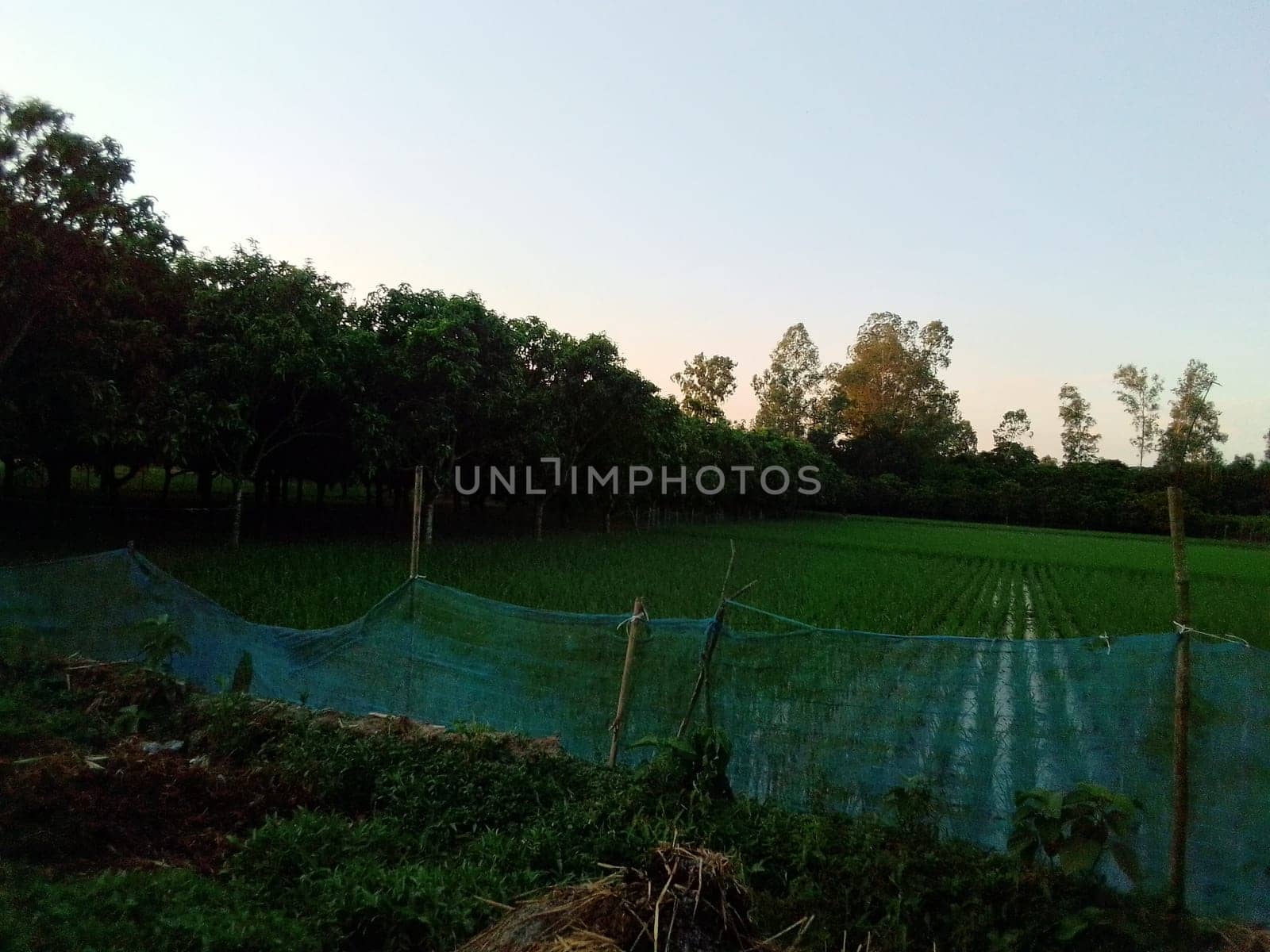 Village Beautiful Scenery - Paddy Field, Village Jungle Flowers, Village Evening, Fruit Tree Garden, Village Sunset, Village River