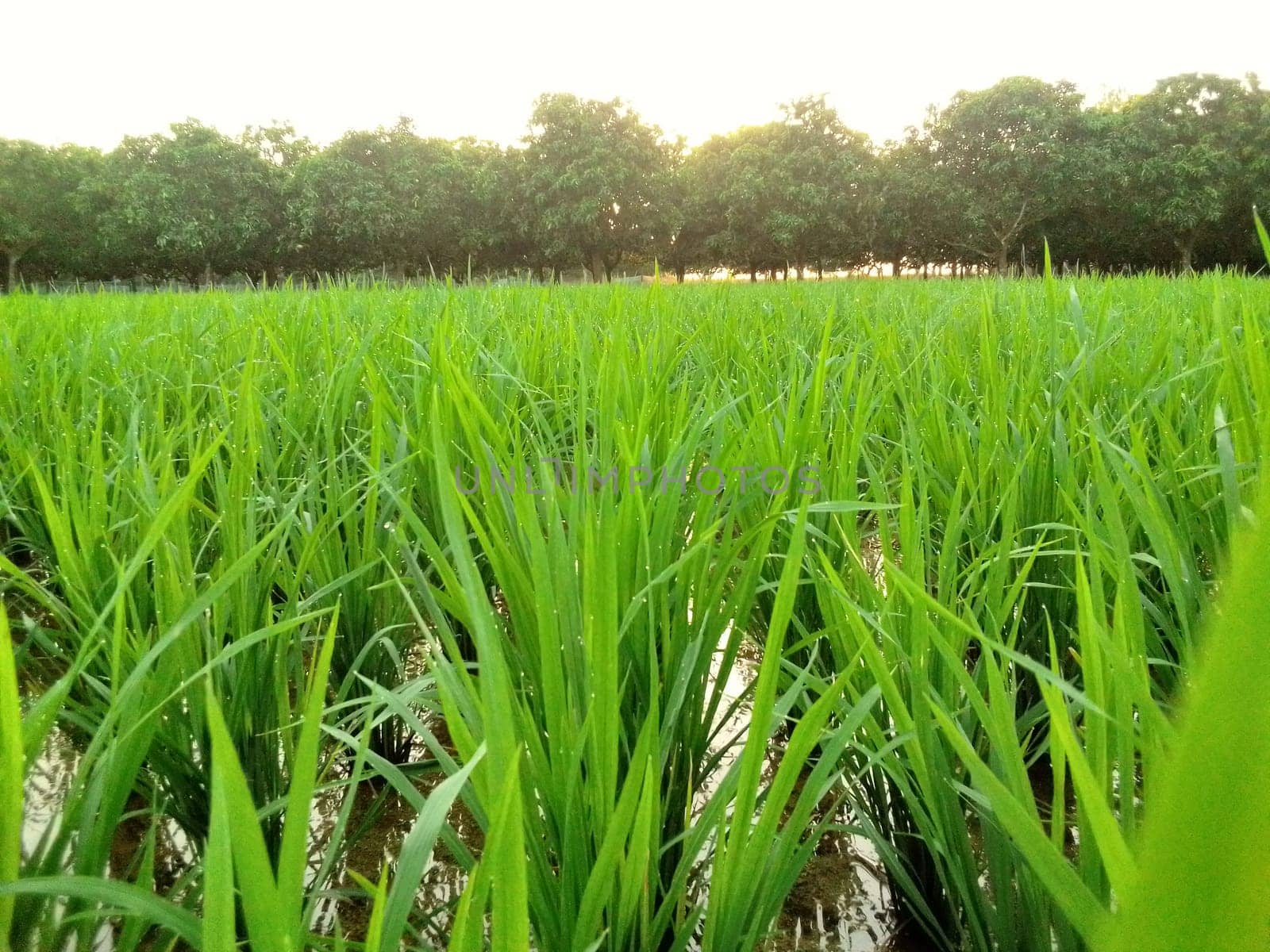 Village Beautiful Scenery - Paddy Field, Village Jungle Flowers, Village Evening, Fruit Tree Garden, Village Sunset, Village River