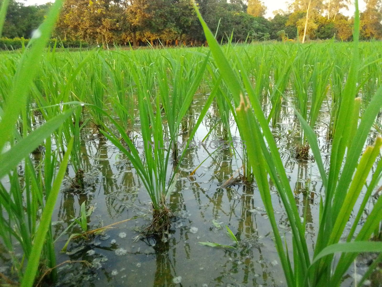 Village Beautiful Scenery - Paddy Field, Village Jungle Flowers, Village Evening, Fruit Tree Garden, Village Sunset, Village River