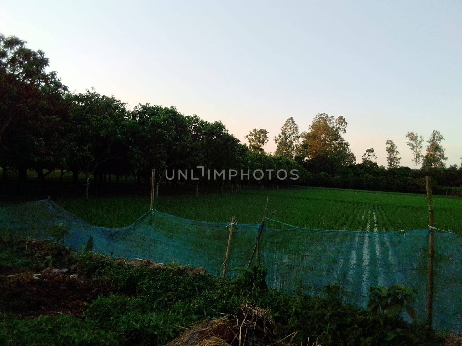 Village Beautiful Scenery - Paddy Field, Village Jungle Flowers, Village Evening, Fruit Tree Garden, Village Sunset, Village River