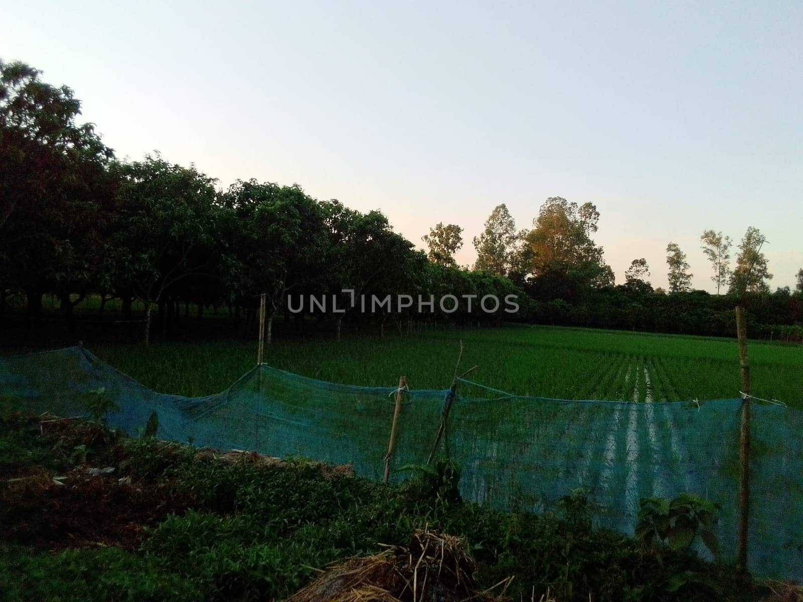 Village Beautiful Scenery - Paddy Field, Village Jungle Flowers, Village Evening, Fruit Tree Garden, Village Sunset, Village River