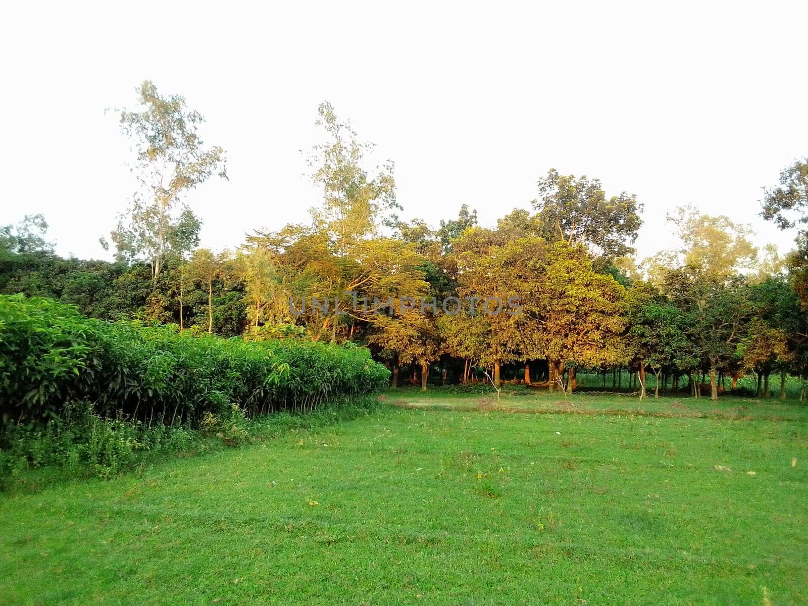 Village Beautiful Scenery - Paddy Field, Village Jungle Flowers, Village Evening, Fruit Tree Garden, Village Sunset, Village River
