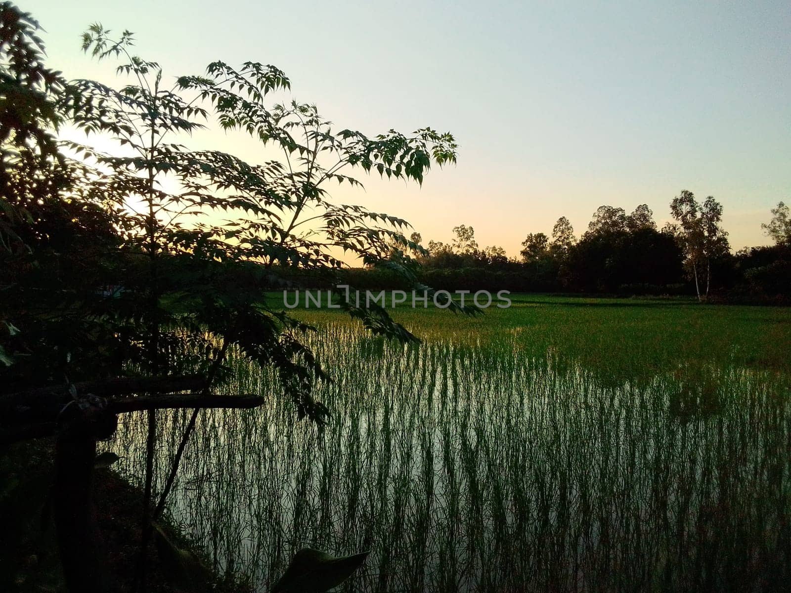 Village Beautiful Scenery - Paddy Field, Village Jungle Flowers, Village Evening, Fruit Tree Garden, Village Sunset, Village River