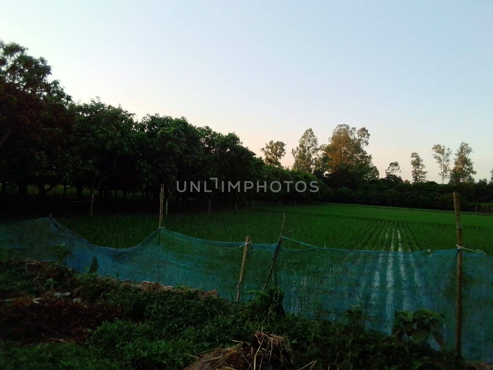 Village Beautiful Scenery - Paddy Field, Village Jungle Flowers, Village Evening, Fruit Tree Garden, Village Sunset, Village River