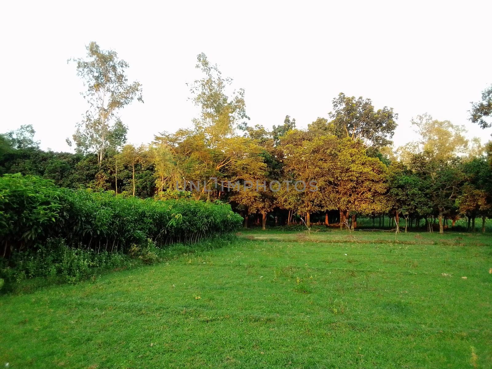 Village Beautiful Scenery - Paddy Field, Village Jungle Flowers, Village Evening, Fruit Tree Garden, Village Sunset, Village River