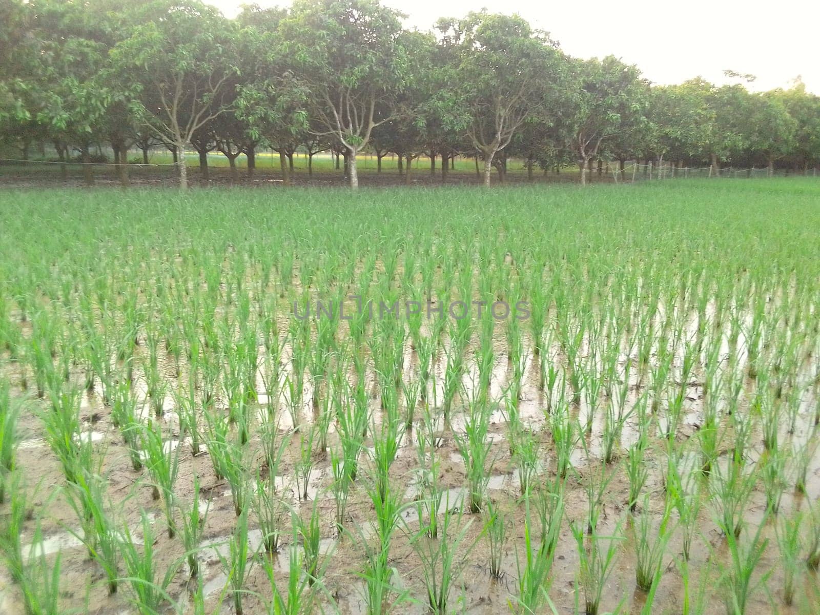 Village Beautiful Scenery - Paddy Field, Village Jungle Flowers, Village Evening, Fruit Tree Garden, Village Sunset, Village River