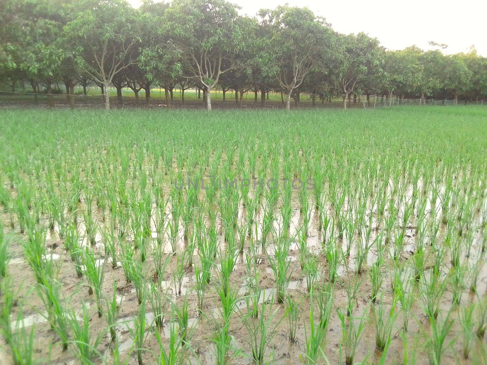 Village Beautiful Scenery - Paddy Field, Village Jungle Flowers, Village Evening, Fruit Tree Garden, Village Sunset, Village River