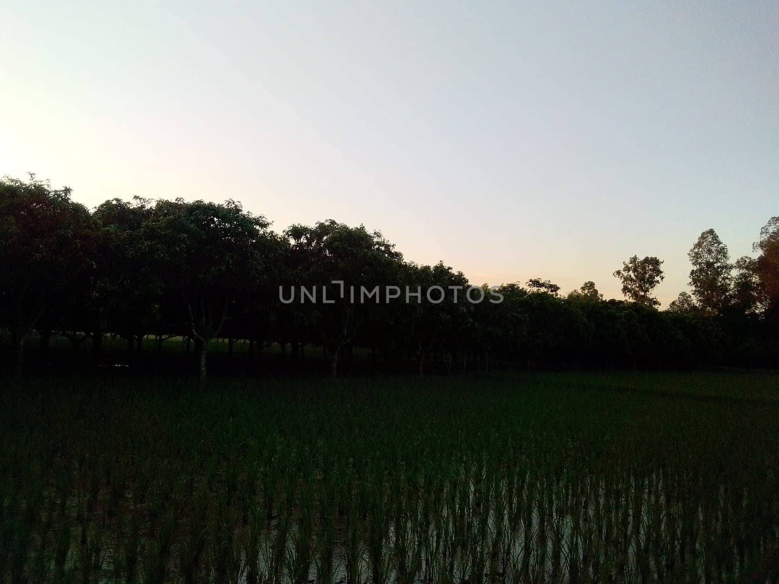 Village Beautiful Scenery - Paddy Field, Village Jungle Flowers, Village Evening, Fruit Tree Garden, Village Sunset, Village River