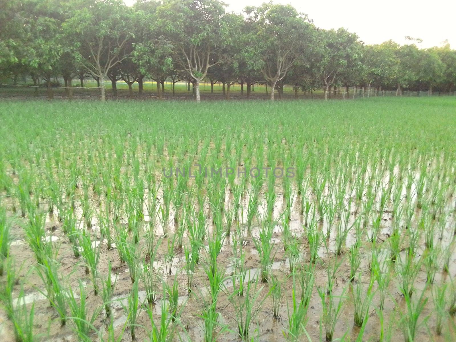 Village Beautiful Scenery - Paddy Field, Village Jungle Flowers, Village Evening, Fruit Tree Garden, Village Sunset, Village River