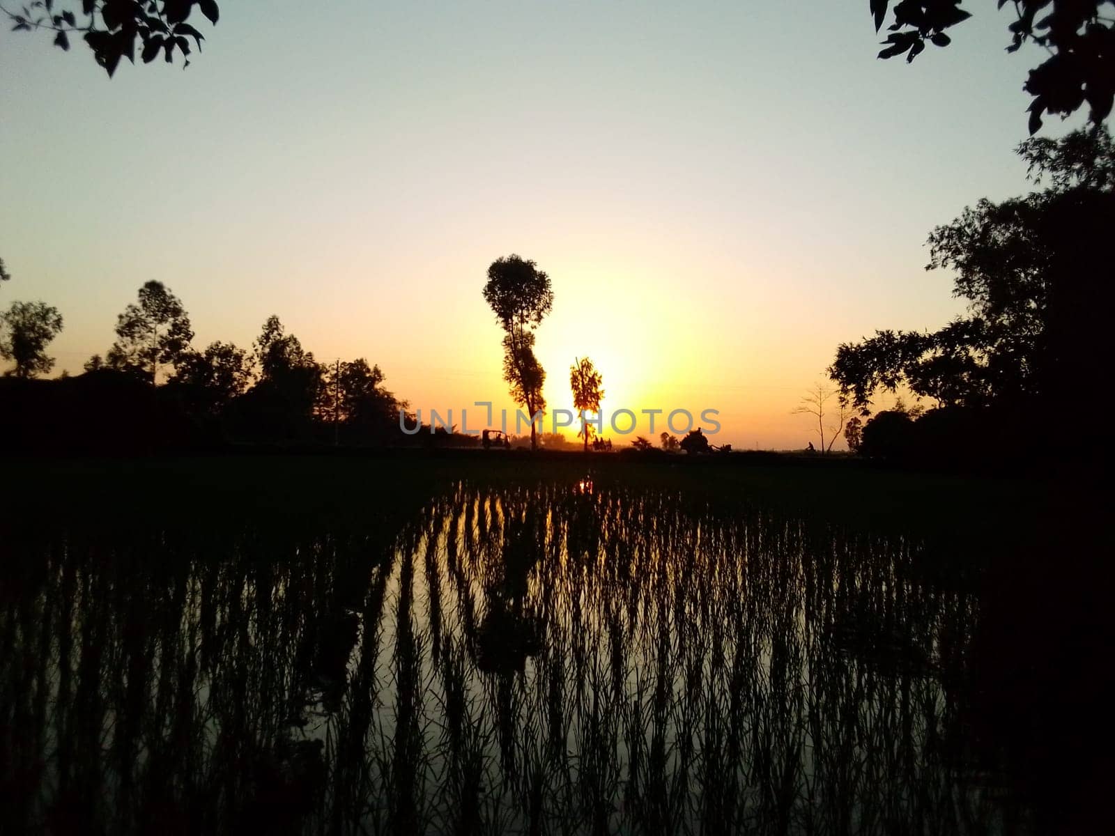 Village Beautiful Scenery - Paddy Field, Village Jungle Flowers, Village Evening, Fruit Tree Garden, Village Sunset, Village River