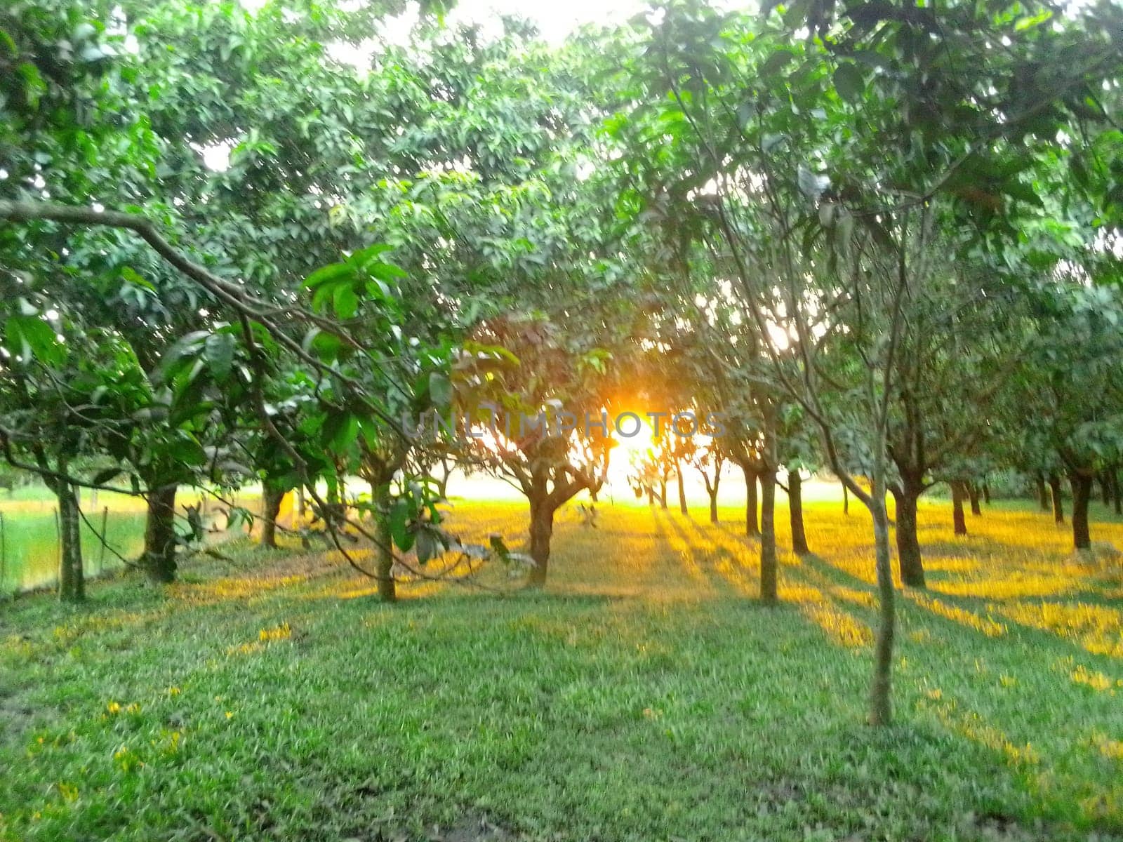 Village Beautiful Scenery - Paddy Field, Village Jungle Flowers, Village Evening, Fruit Tree Garden, Village Sunset, Village River