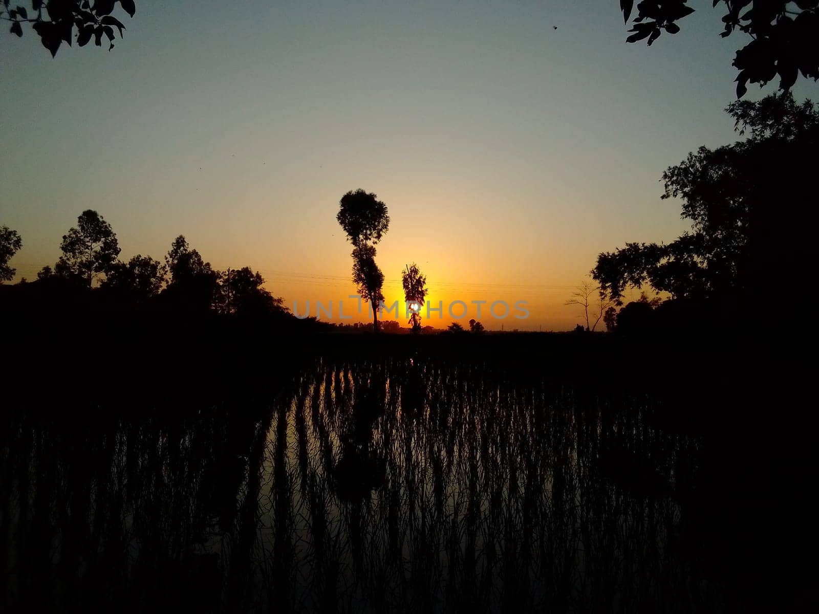 Village Beautiful Scenery - Paddy Field, Village Jungle Flowers, Village Evening, Fruit Tree Garden, Village Sunset, Village River