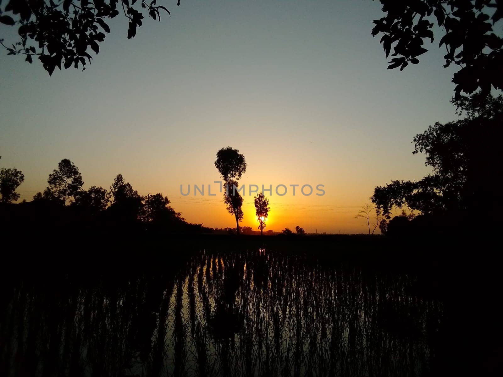 Village Beautiful Scenery - Paddy Field, Village Jungle Flowers, Village Evening, Fruit Tree Garden, Village Sunset, Village River