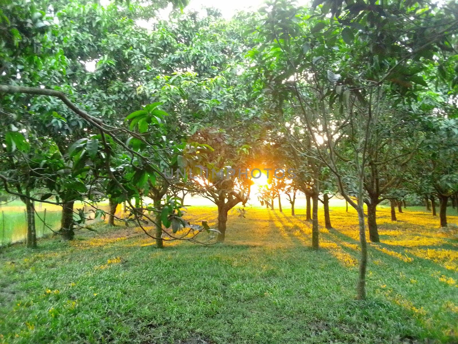 Village Beautiful Scenery - Paddy Field, Village Jungle Flowers, Village Evening, Fruit Tree Garden, Village Sunset, Village River
