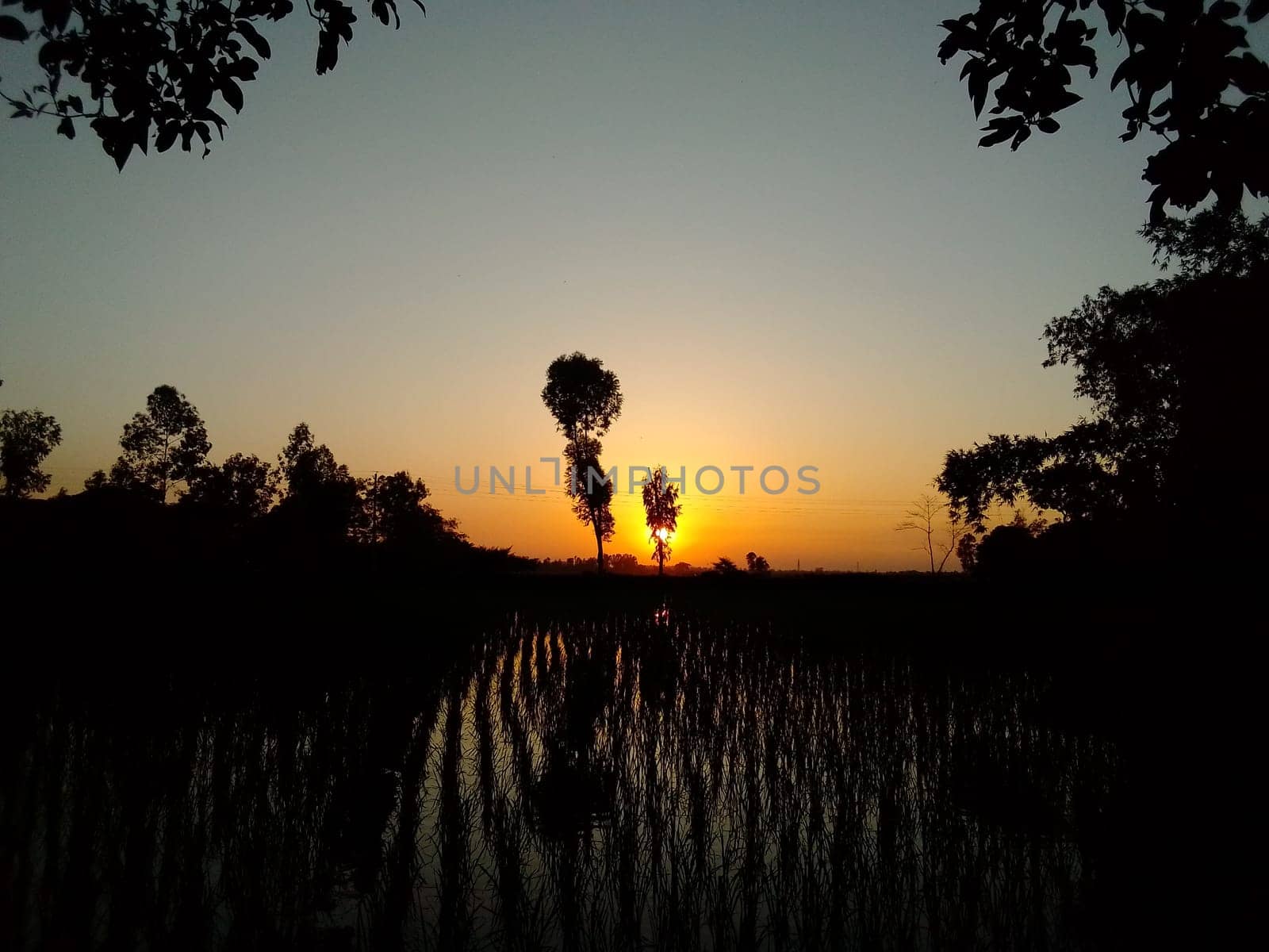 Village Beautiful Scenery - Paddy Field, Village Jungle Flowers, Village Evening, Fruit Tree Garden, Village Sunset, Village River