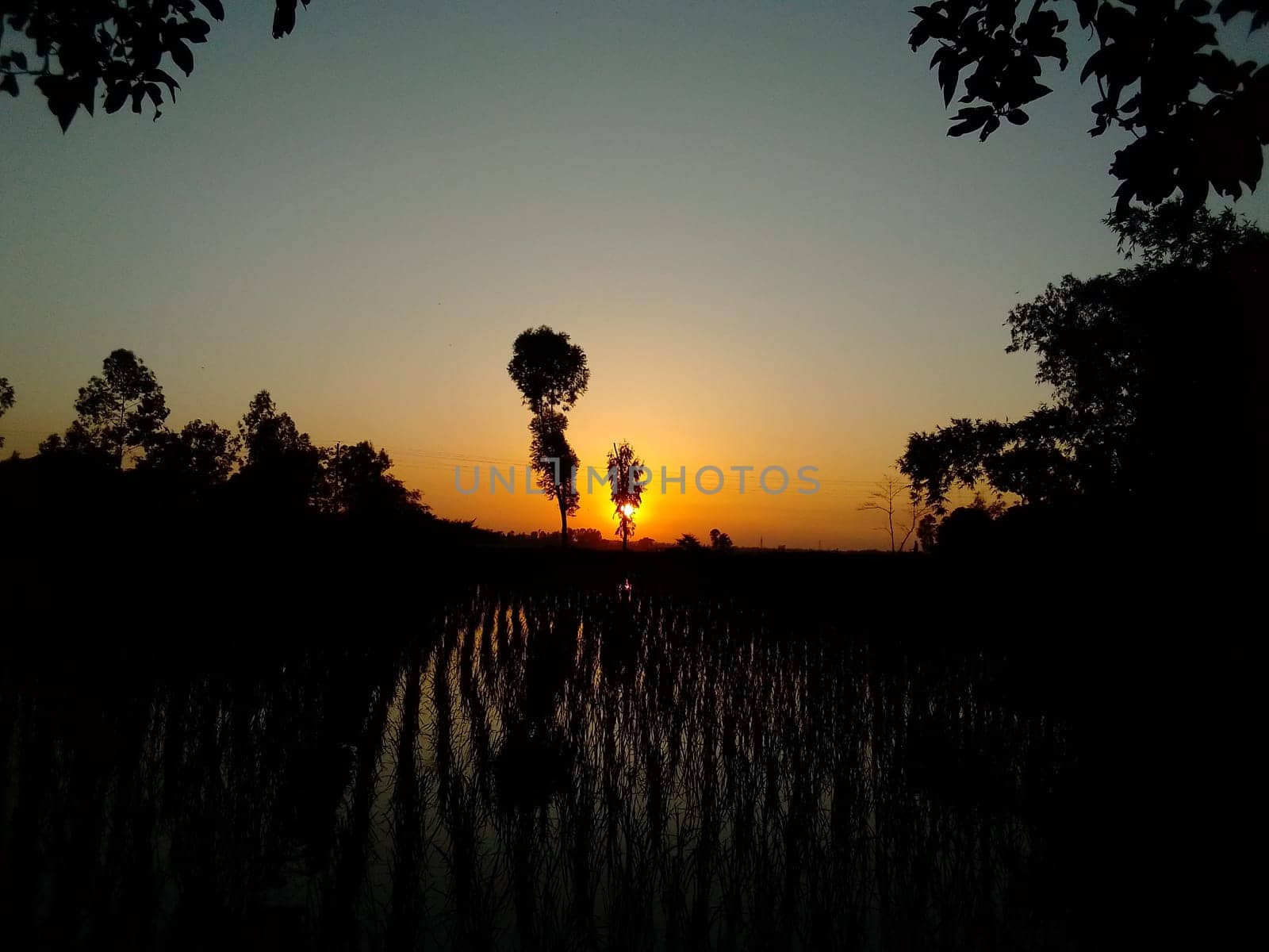 Village Beautiful Scenery - Paddy Field, Village Jungle Flowers, Village Evening, Fruit Tree Garden, Village Sunset, Village River