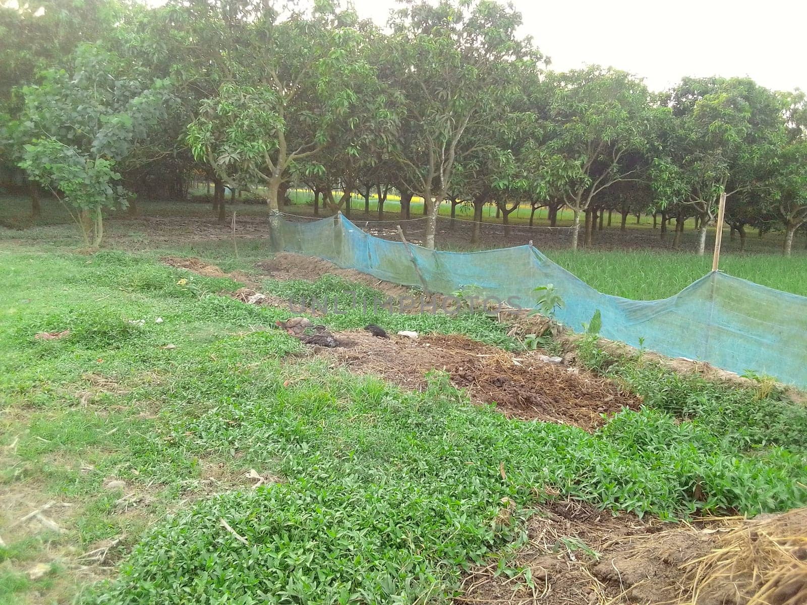 Village Beautiful Scenery - Paddy Field, Village Jungle Flowers, Village Evening, Fruit Tree Garden, Village Sunset, Village River