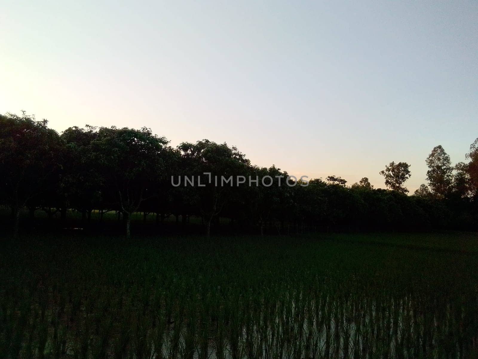Village Beautiful Scenery - Paddy Field, Village Jungle Flowers, Village Evening, Fruit Tree Garden, Village Sunset, Village River