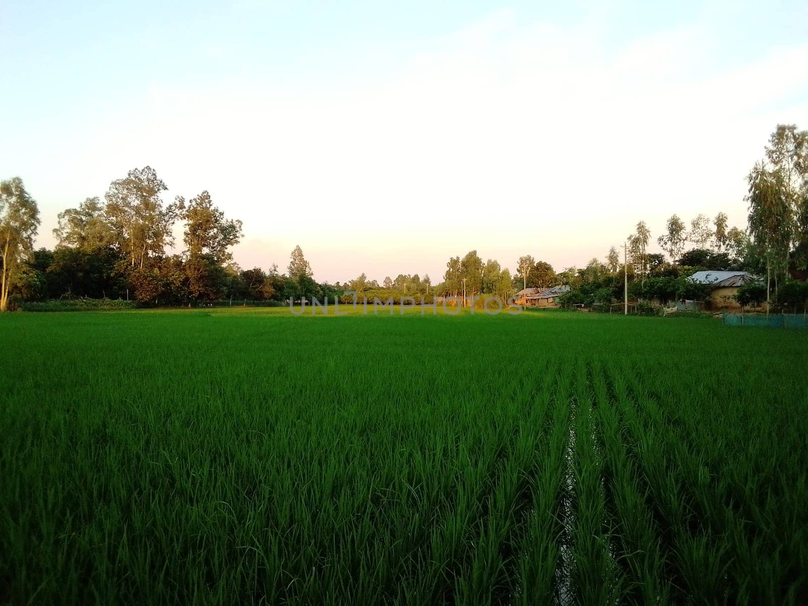 Village Beautiful Scenery - Paddy Field, Village Jungle Flowers, Village Evening, Fruit Tree Garden, Village Sunset, Village River