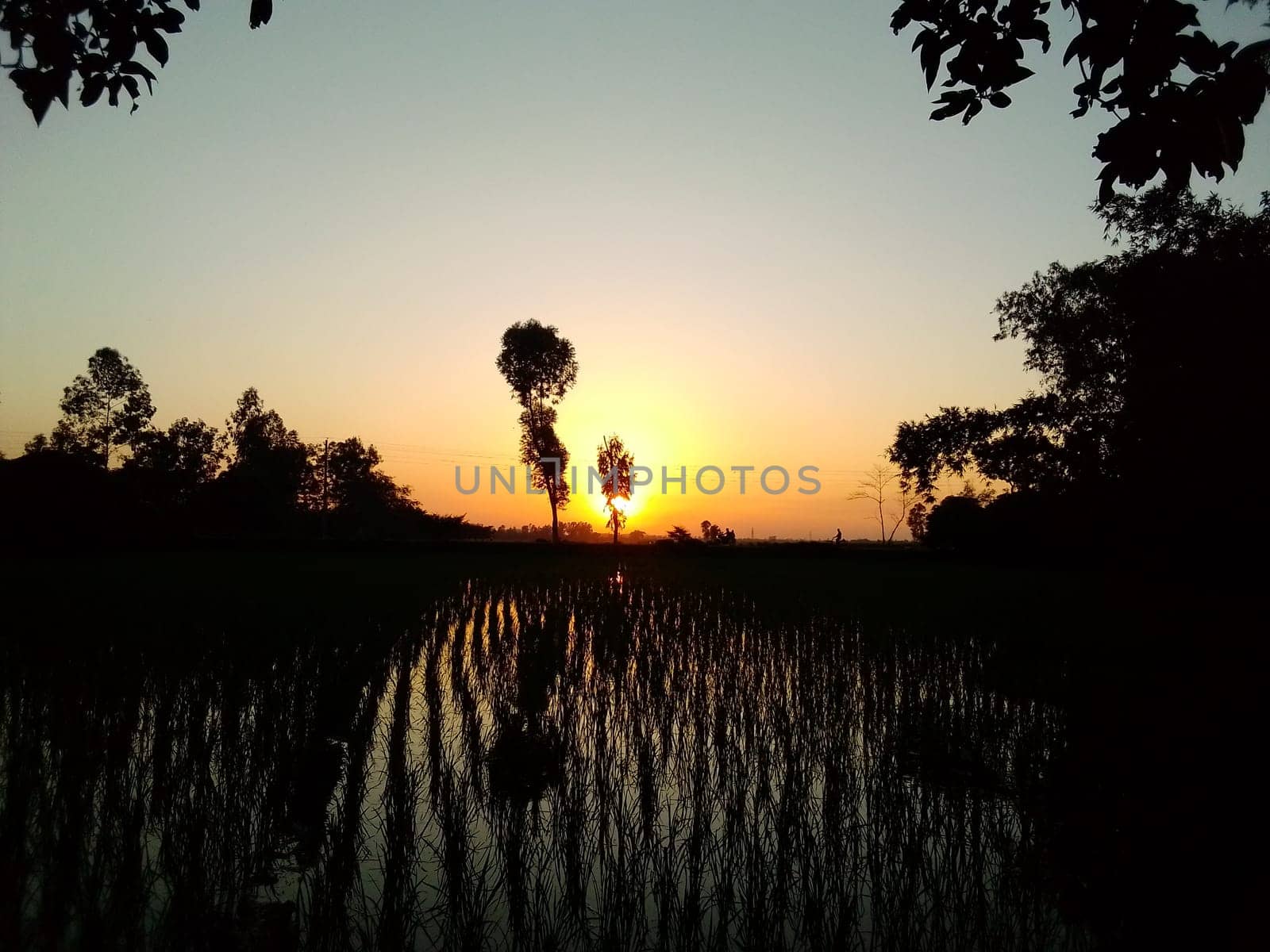 Village Beautiful Scenery - Paddy Field, Village Jungle Flowers, Village Evening, Fruit Tree Garden, Village Sunset, Village River