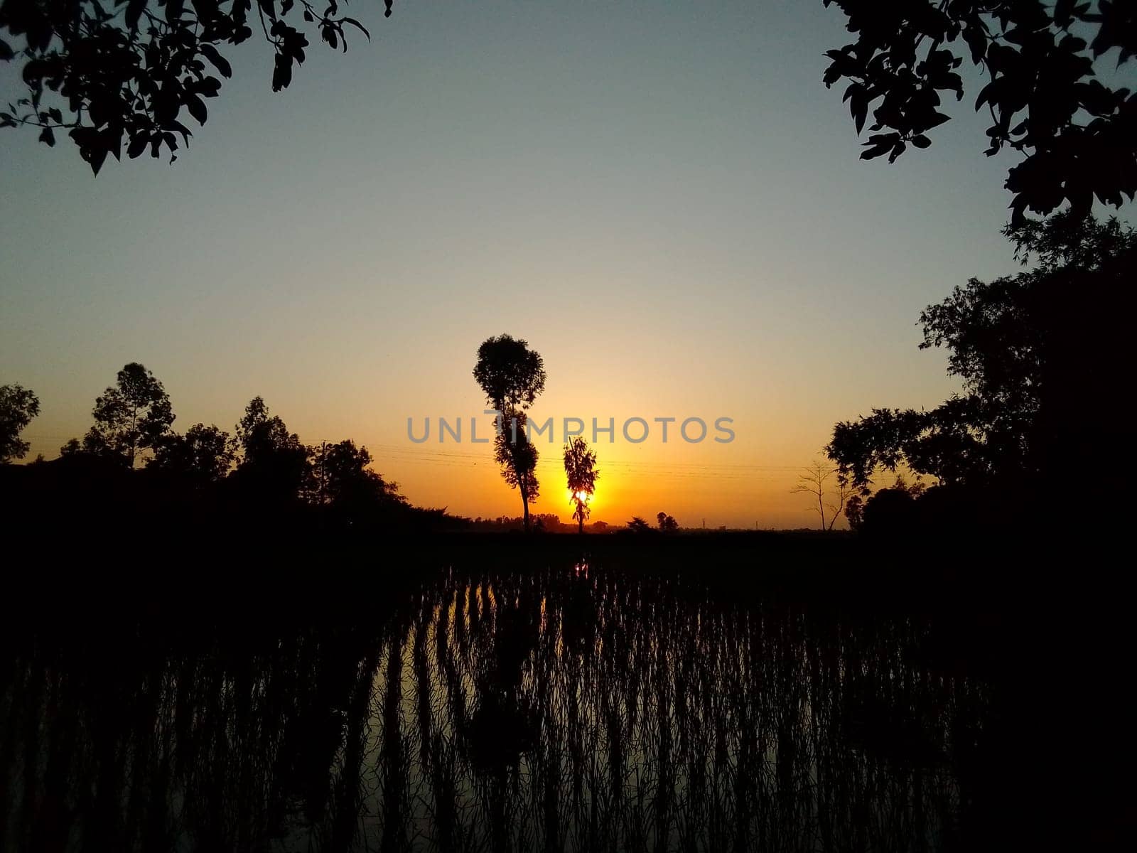 Village Beautiful Scenery - Paddy Field, Village Jungle Flowers, Village Evening, Fruit Tree Garden, Village Sunset, Village River