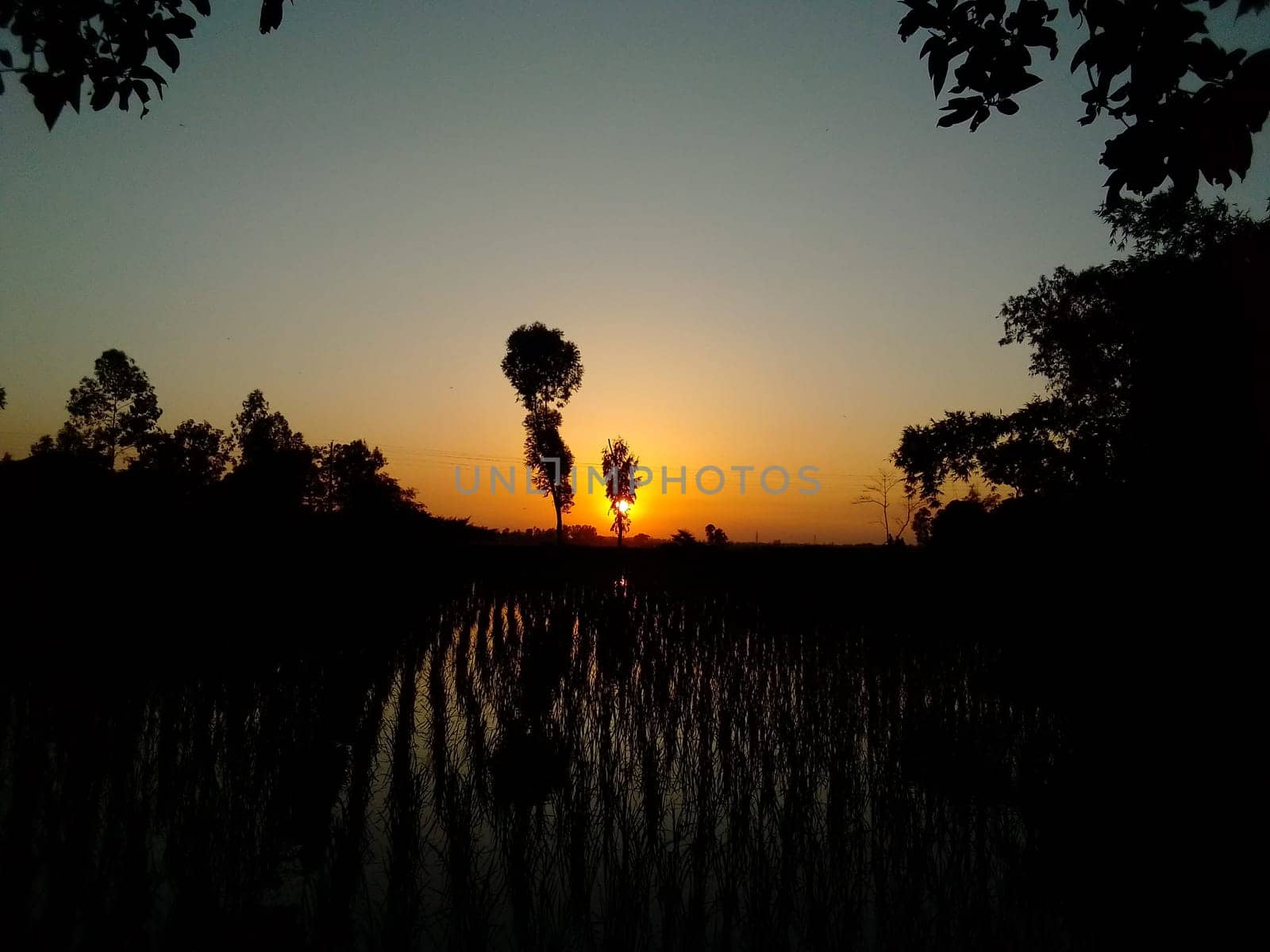 Village Beautiful Scenery - Paddy Field, Village Jungle Flowers, Village Evening, Fruit Tree Garden, Village Sunset, Village River